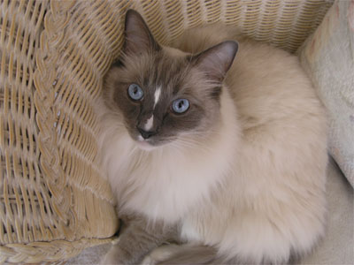 Louie ragdoll cat