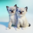 Thumbnail image for How to Show Your Ragdoll Cat