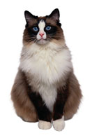 Ragdoll Cat