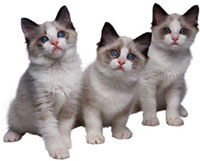 ragdoll cats