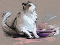 Ragdoll Cat Food