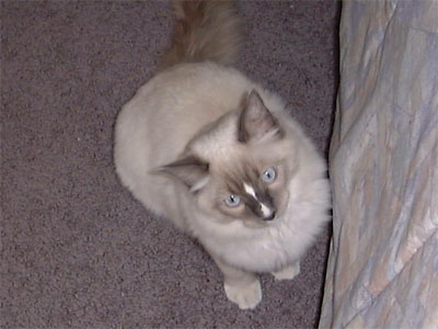 Louie ragdoll kitten