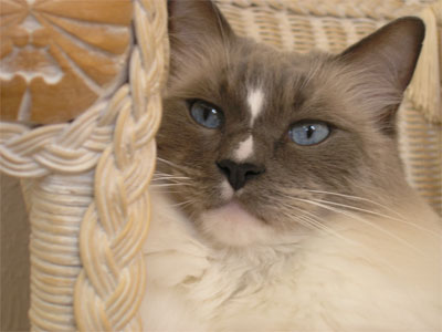 Louie ragdoll cat