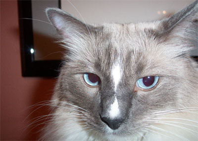 ragdoll kitten