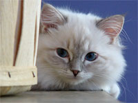 ragdoll cat