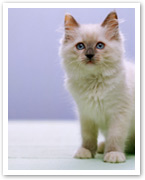 Ragdoll Kitten