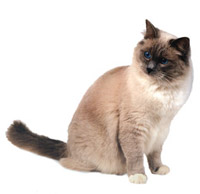 Ragdoll Cat