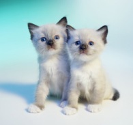 Ragdoll Kittens