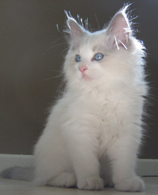 kitten-ragdoll.jpg
