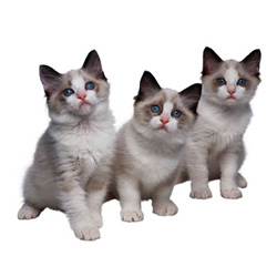 Ragdoll Kittens